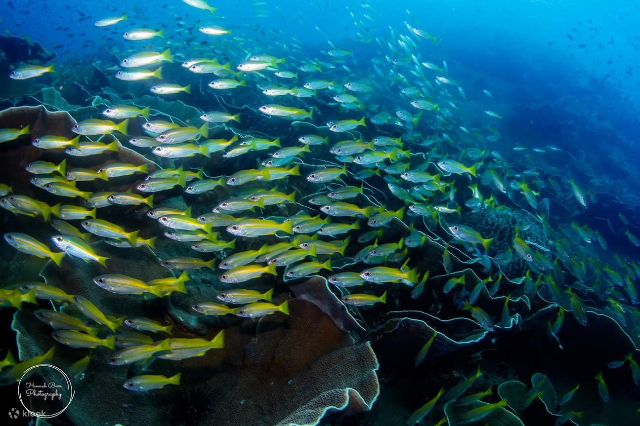 ทริปดำน้ำรอบ เกาะกูด พร้อมดำน้ำ 2 ไดฟ์