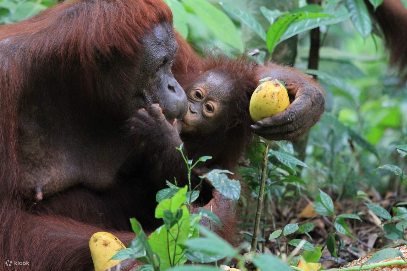 Un bebé orangután besando a la mamá.