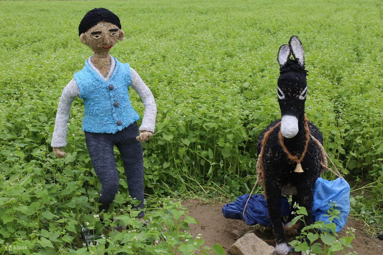 Bongpyeong Buckwheat Flower Festival + Pyeongchang Zinnia Festival