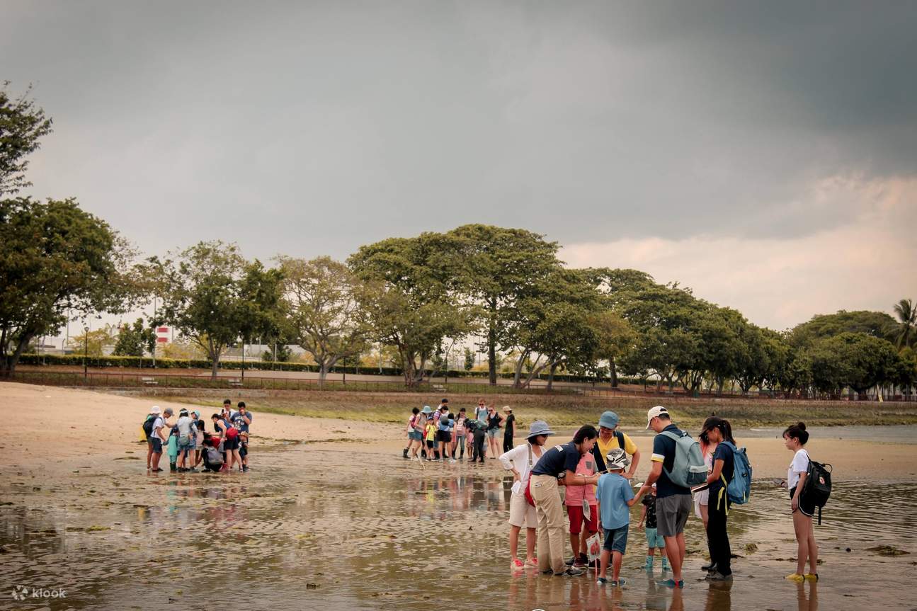 Intertidal walk Changi Beach