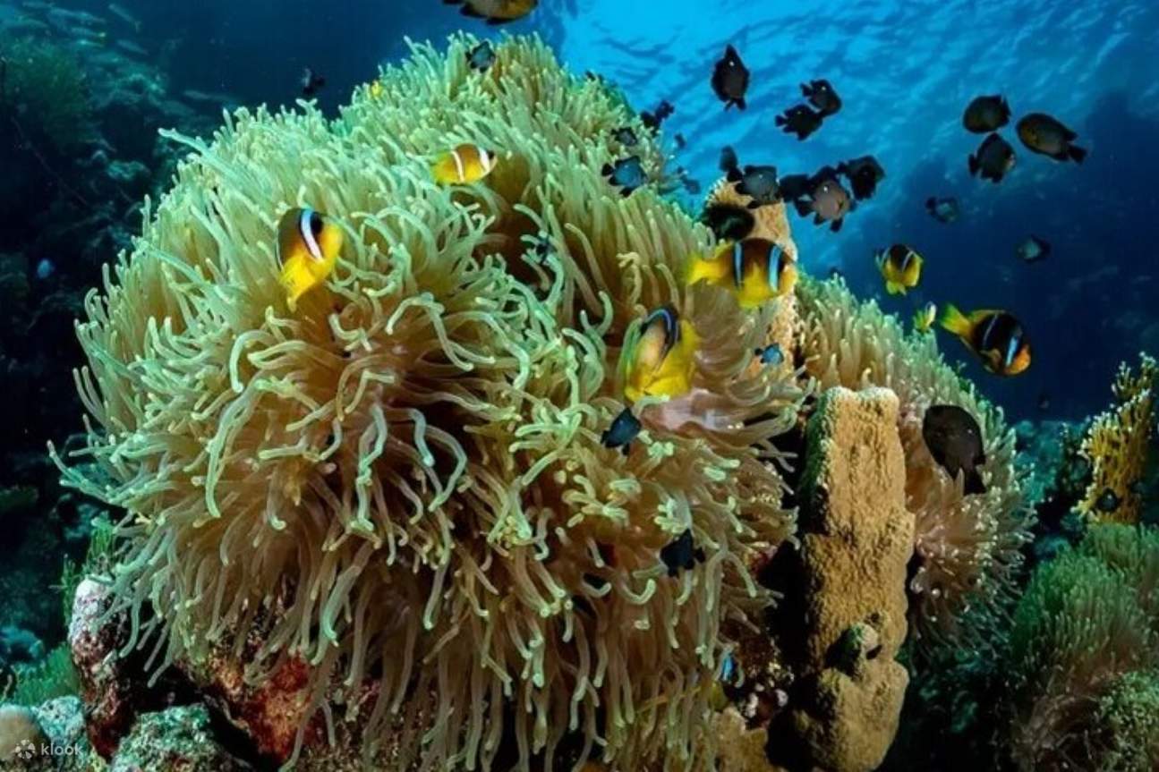 Tour lặn biển ngắm san hô cả ngày ở Coral Gardens & Ăn trưa – Marsa Alam