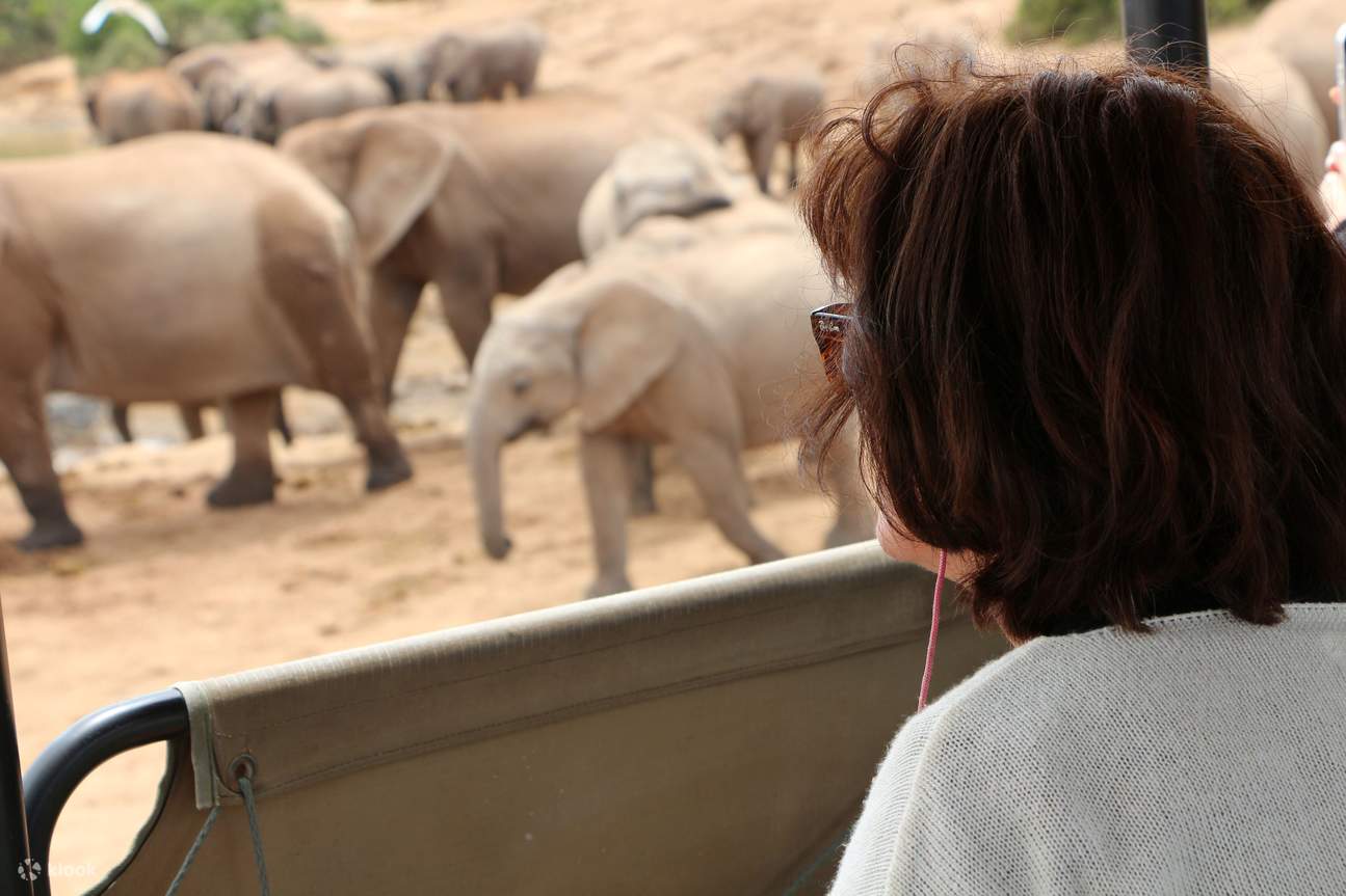 Avvistamento di una grande famiglia di elefanti: Addo Elephant National Park