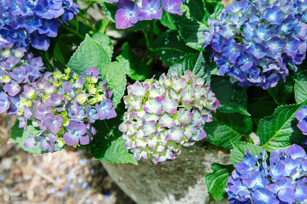 尼古拉伯格曼箱根花园