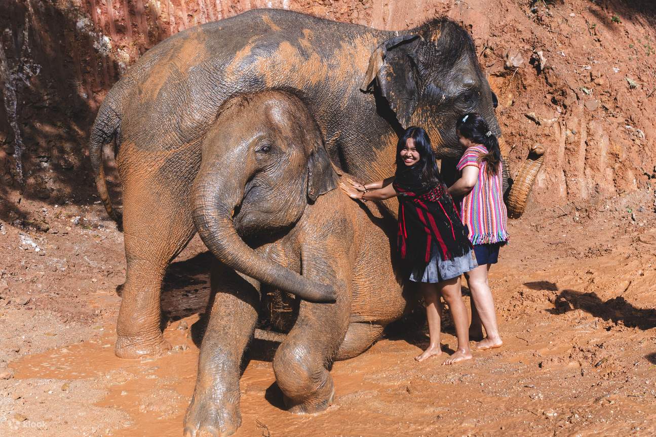 Amusez-vous à appliquer un soin de boue aux éléphants.