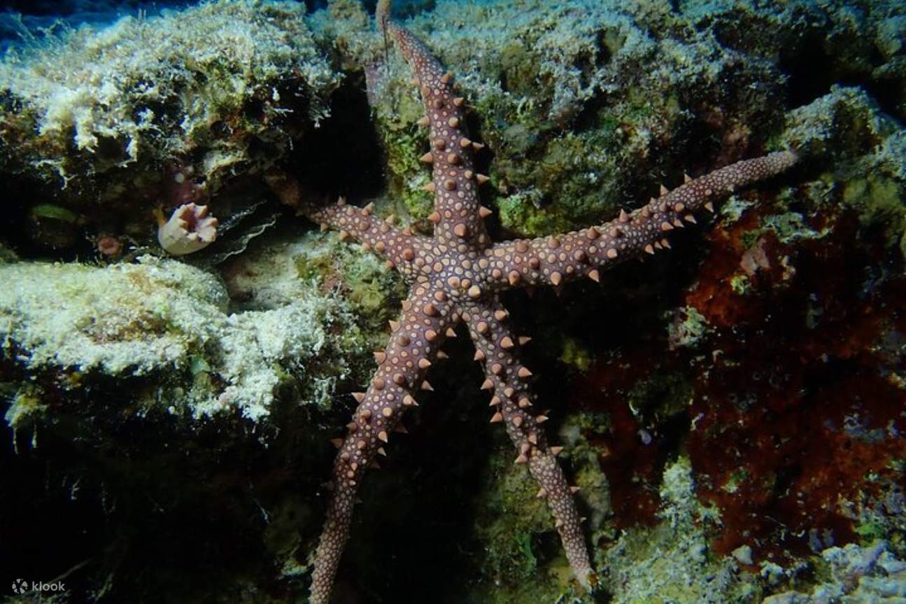 洪加达PADI开放水域潜水进阶课程 - 洪加达