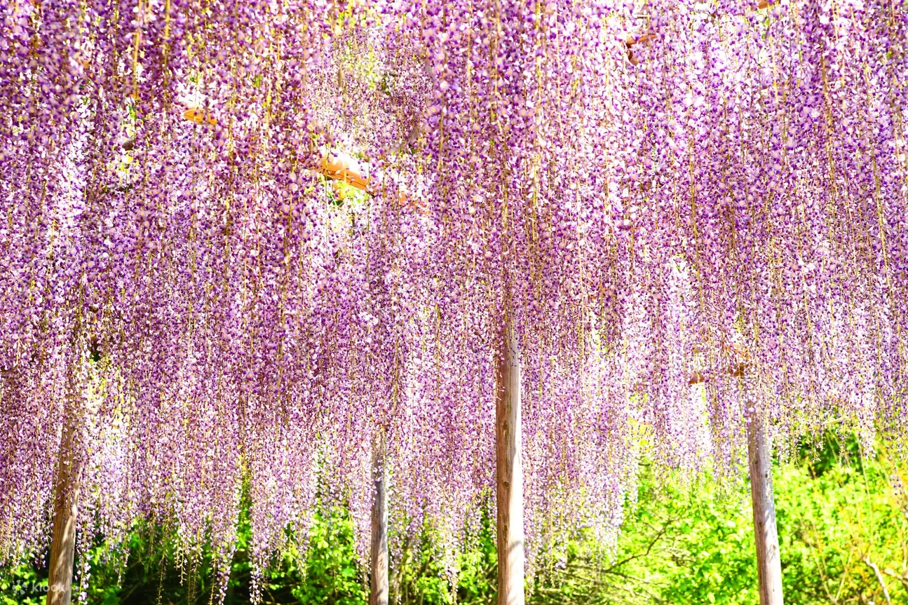 Gunma Sightseeing Ashikaga Flower Park Day Trip With Strawberry Picking Experience From Tokyo Japan Klook香港