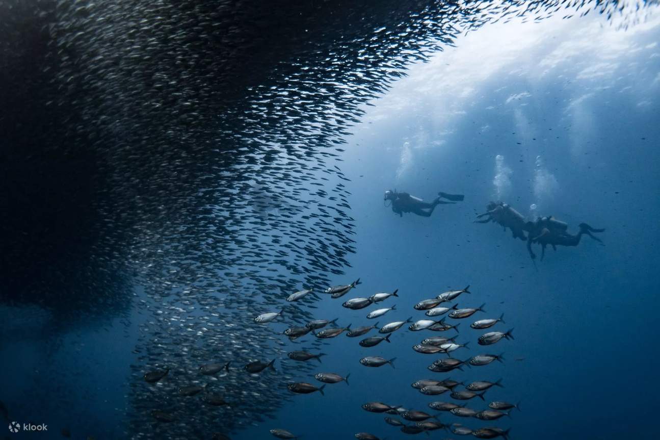 Plongez dans l #39 aventure : PADI Open Water Diver à Moalboal avec le