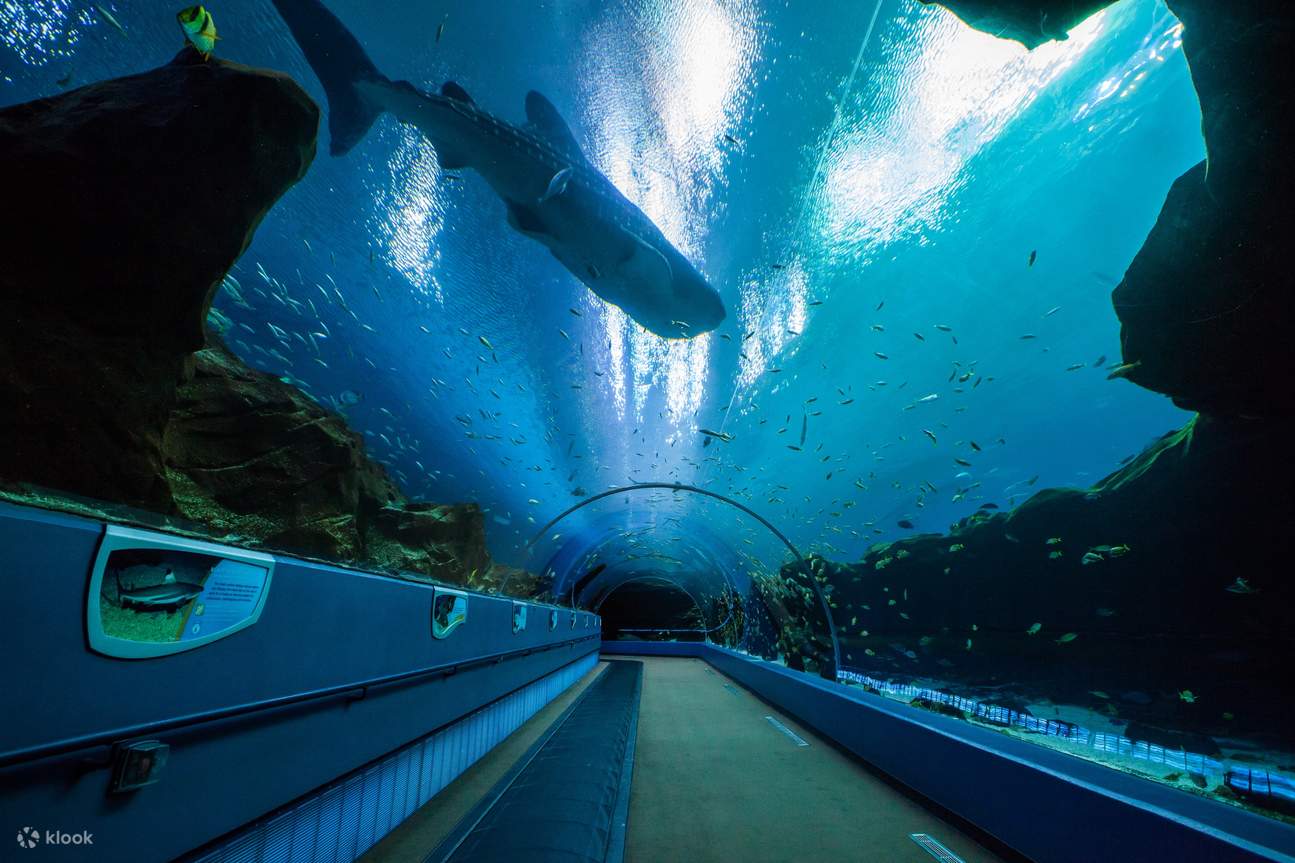 Georgia Aquarium Admission in Atlanta - TiketMasukGeorgiaAquariumDiAtlanta