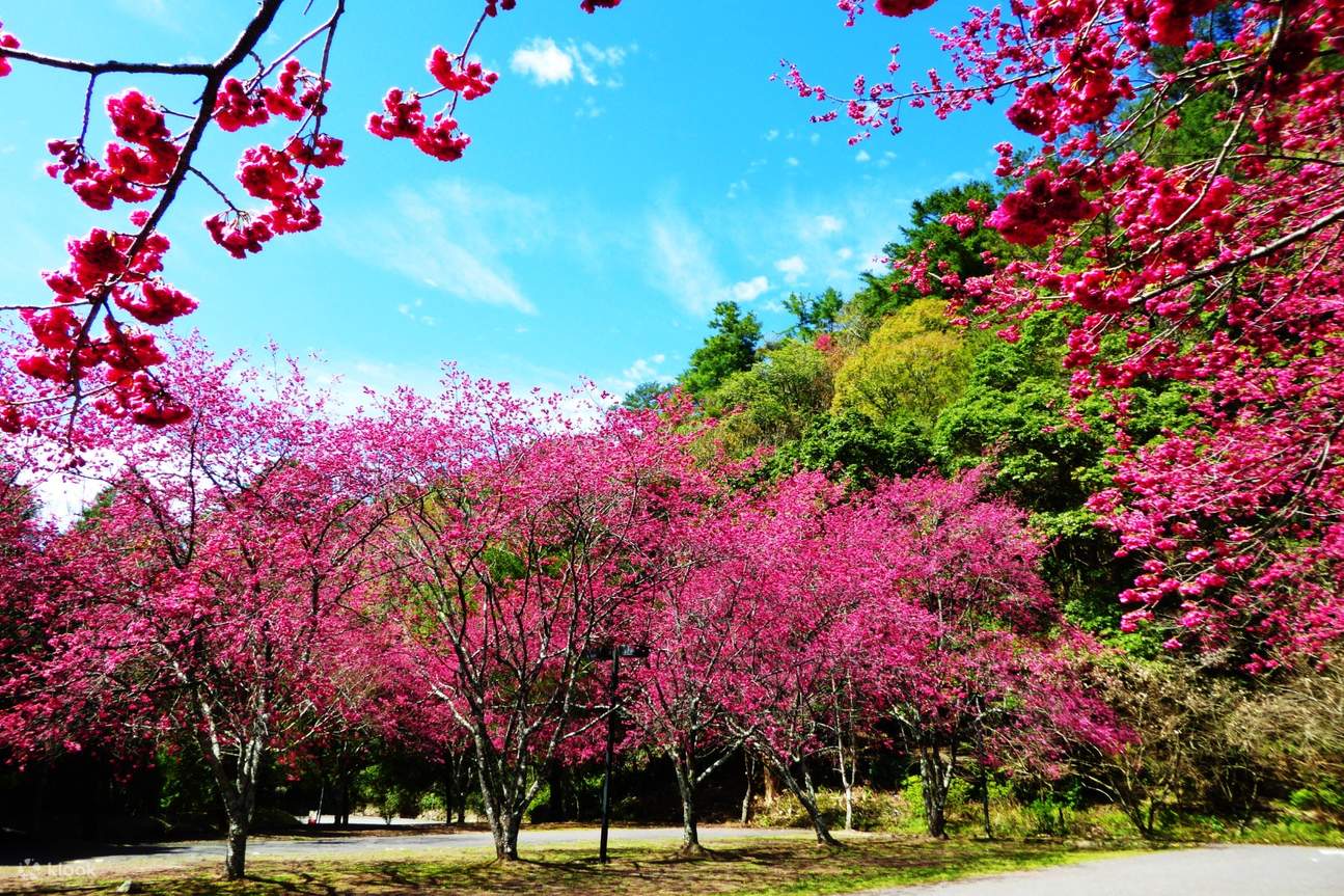 Area ricreativa della foresta nazionale di Aowanda