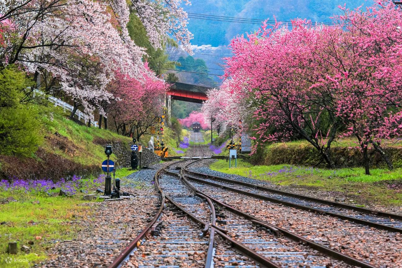train tracks in the middle of spring flower trees