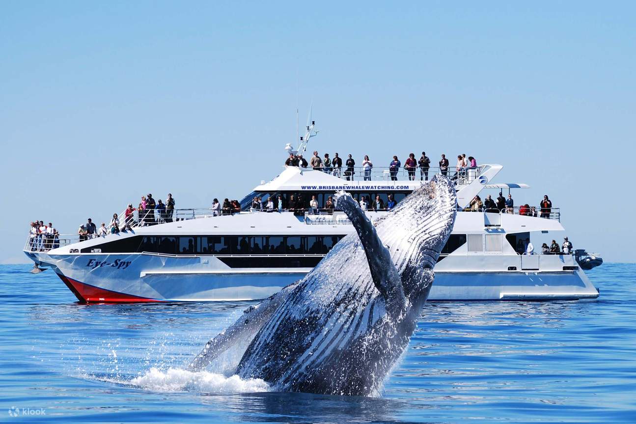 Immortaliser la vue impressionnante de dauphins joueurs dansant le long de notre excursion d'observation des baleines
