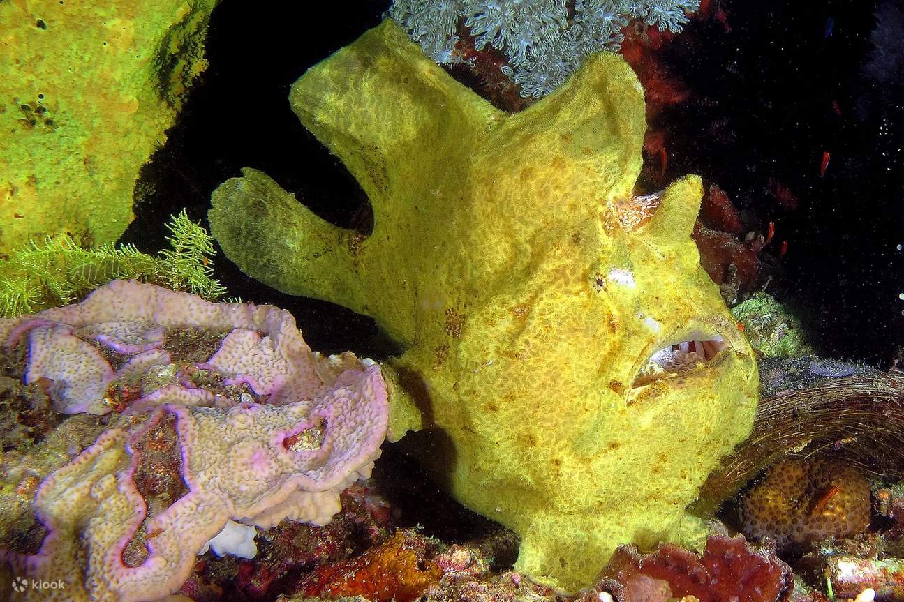 Tingkatkan keterampilan menyelam Anda ke tingkat yang lebih tinggi di tengah lanskap bawah laut Anilao yang menakjubkan selama Kursus Scuba Tingkat Lanjut kami