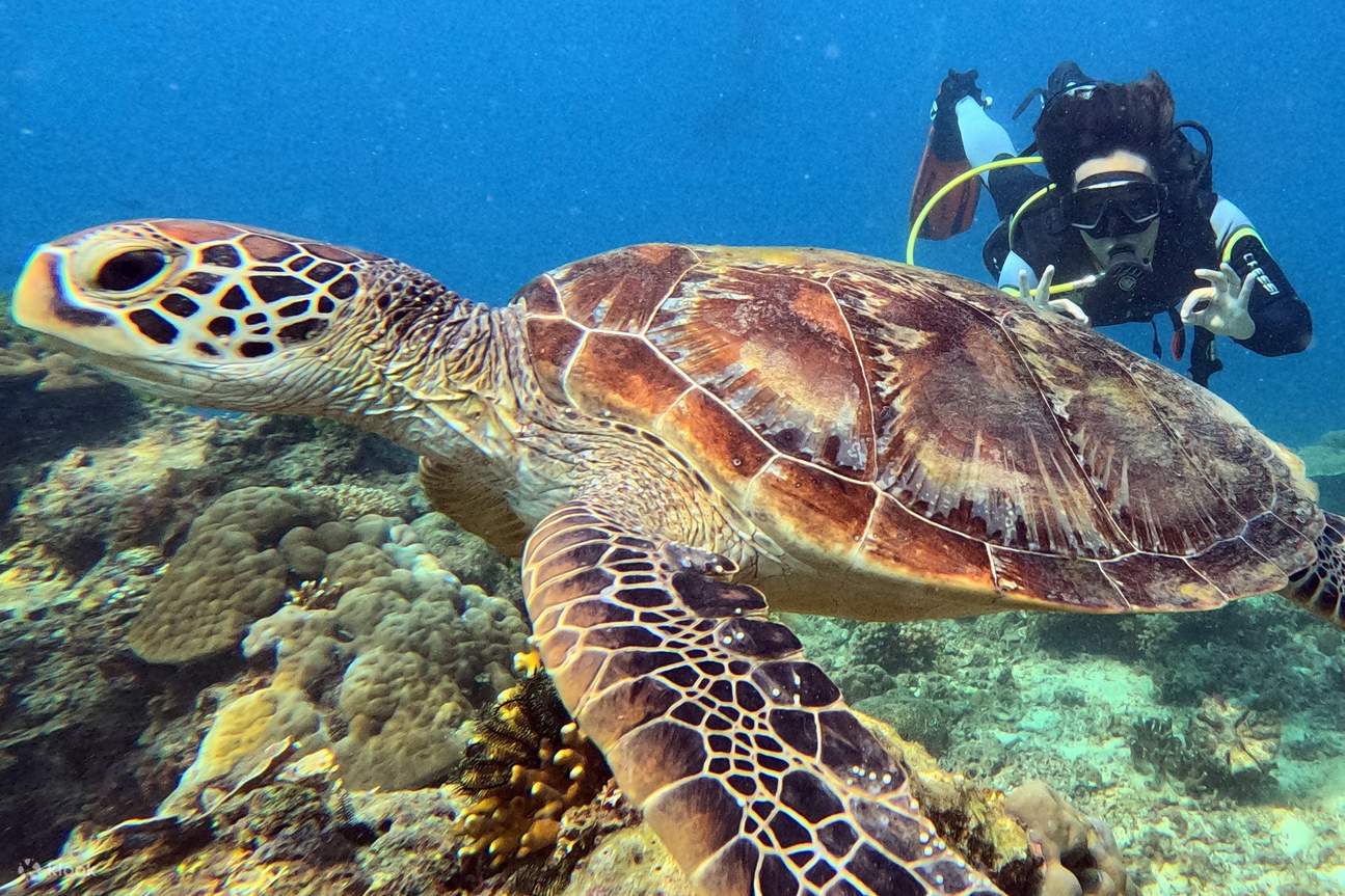 Fun Diving Experience in Palawan Klook