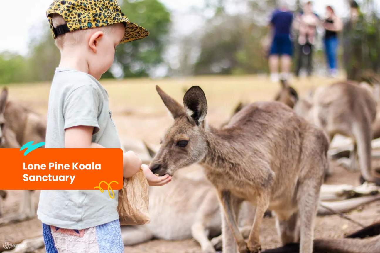 Billet d'entrée au sanctuaire des koalas de Lone Pine