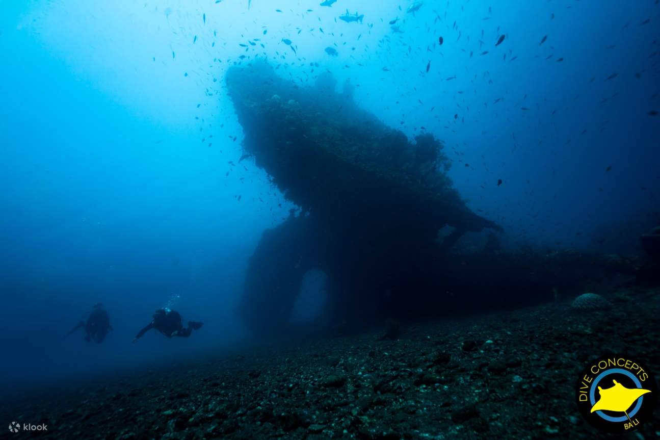 fishes swimming in Bali sea
