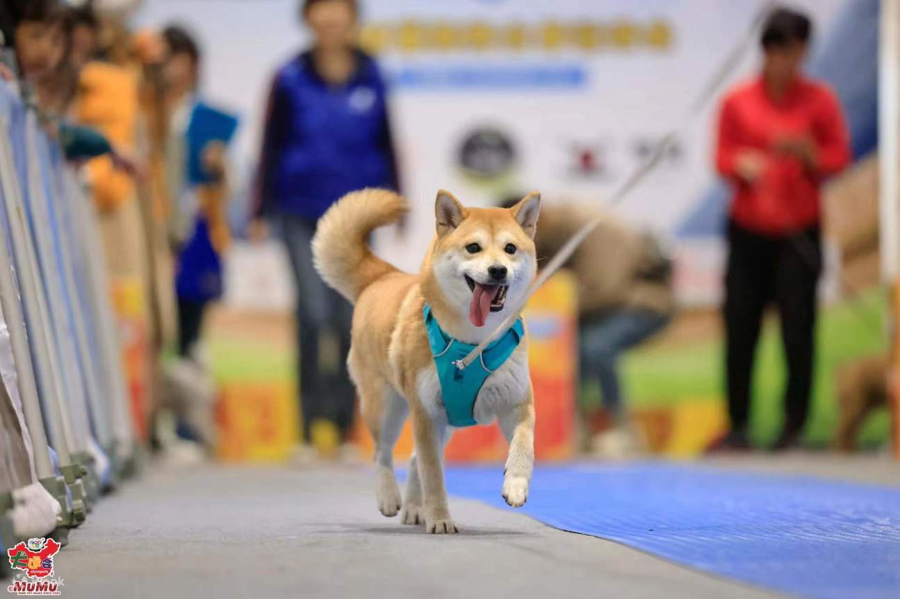 宠· 爱生活博览暨宠物用品及珍禽异兽展及旅游消闲娱乐展- Klook客路, image size:1295x863