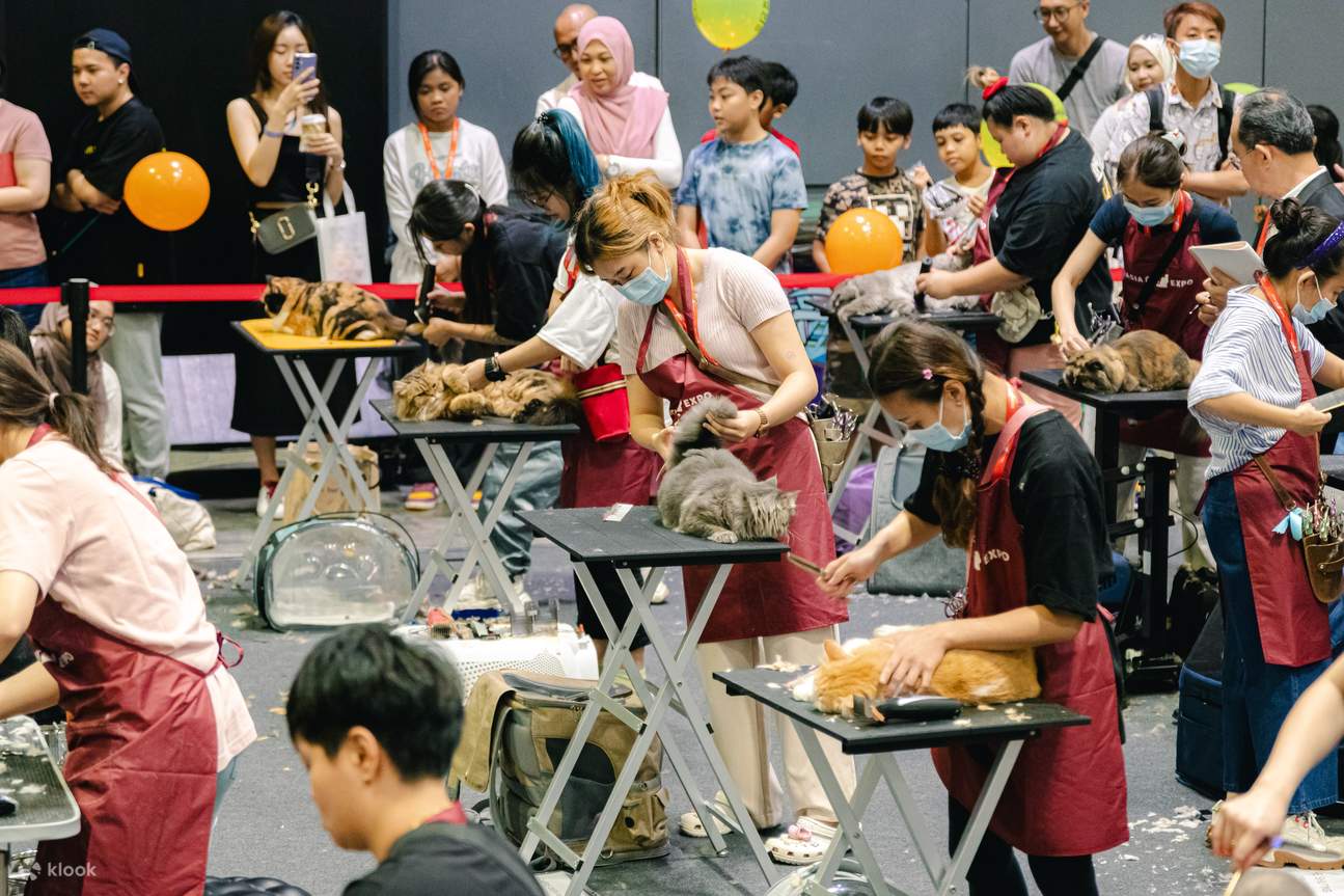 Bring your furry felines to Asia Cat Expo 2024! Klook