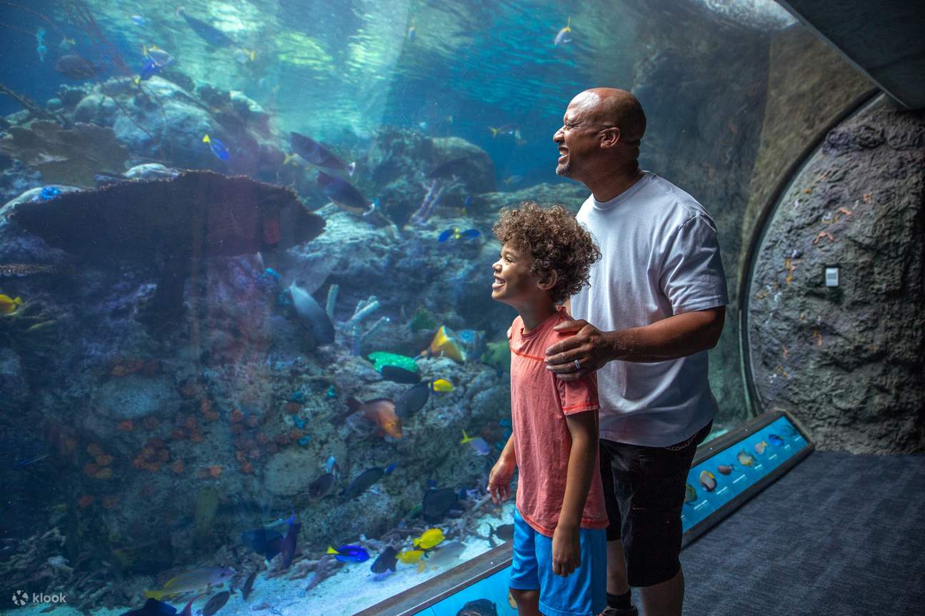 父子一同觀賞魚群