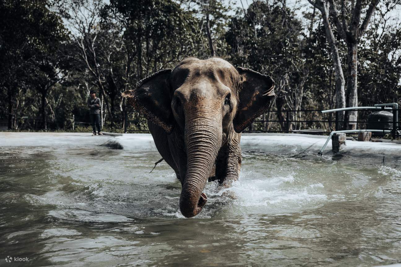 Experiencia con elefantes en Phuket