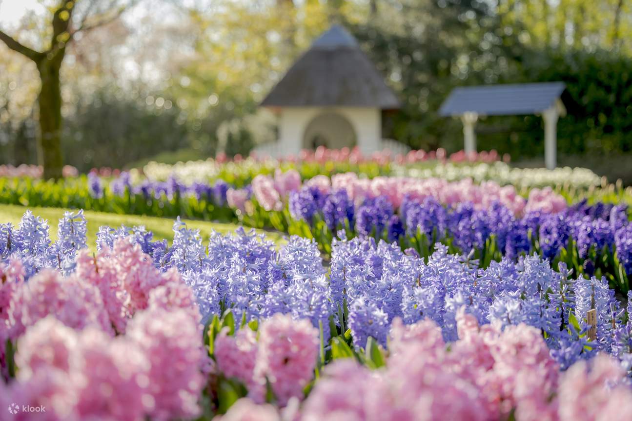 Keukenhof