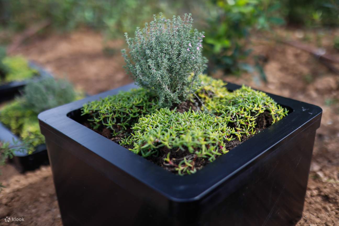 Ibiza Biotechnologischer Botanischer Garten Tour