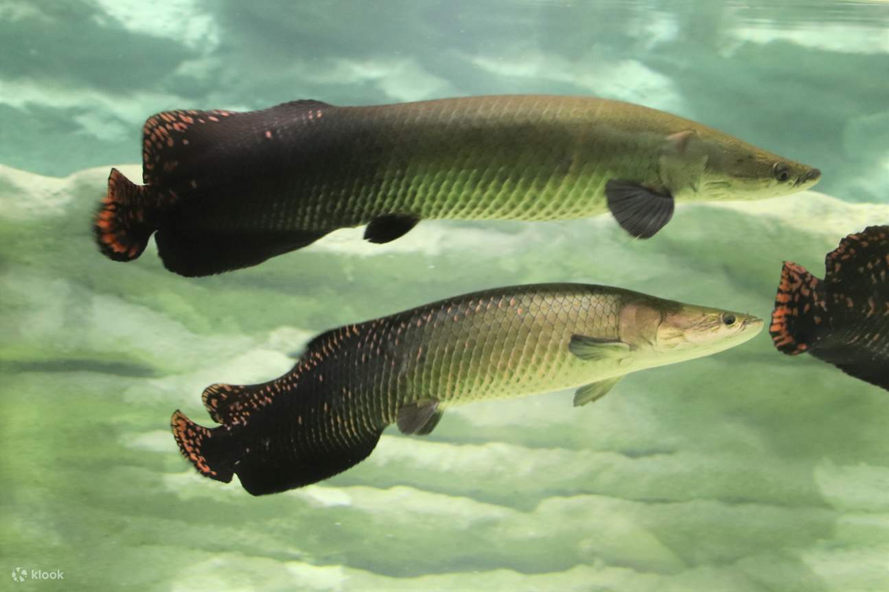 Kawasui Kawasaki Aquarium