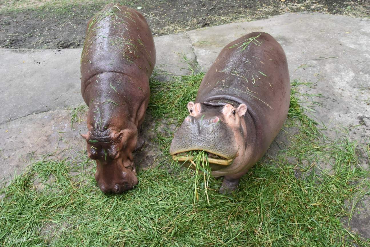 カオキアオ動物園 プライベートツアー（チョンブリー）