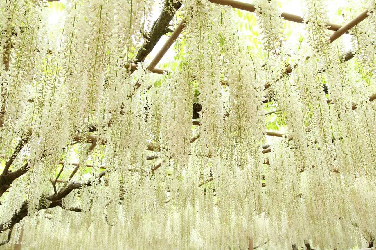white fuji flowers hanging