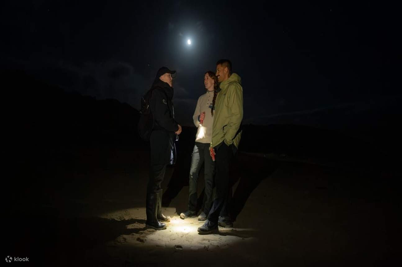 stewart island experiences kiwi encounter