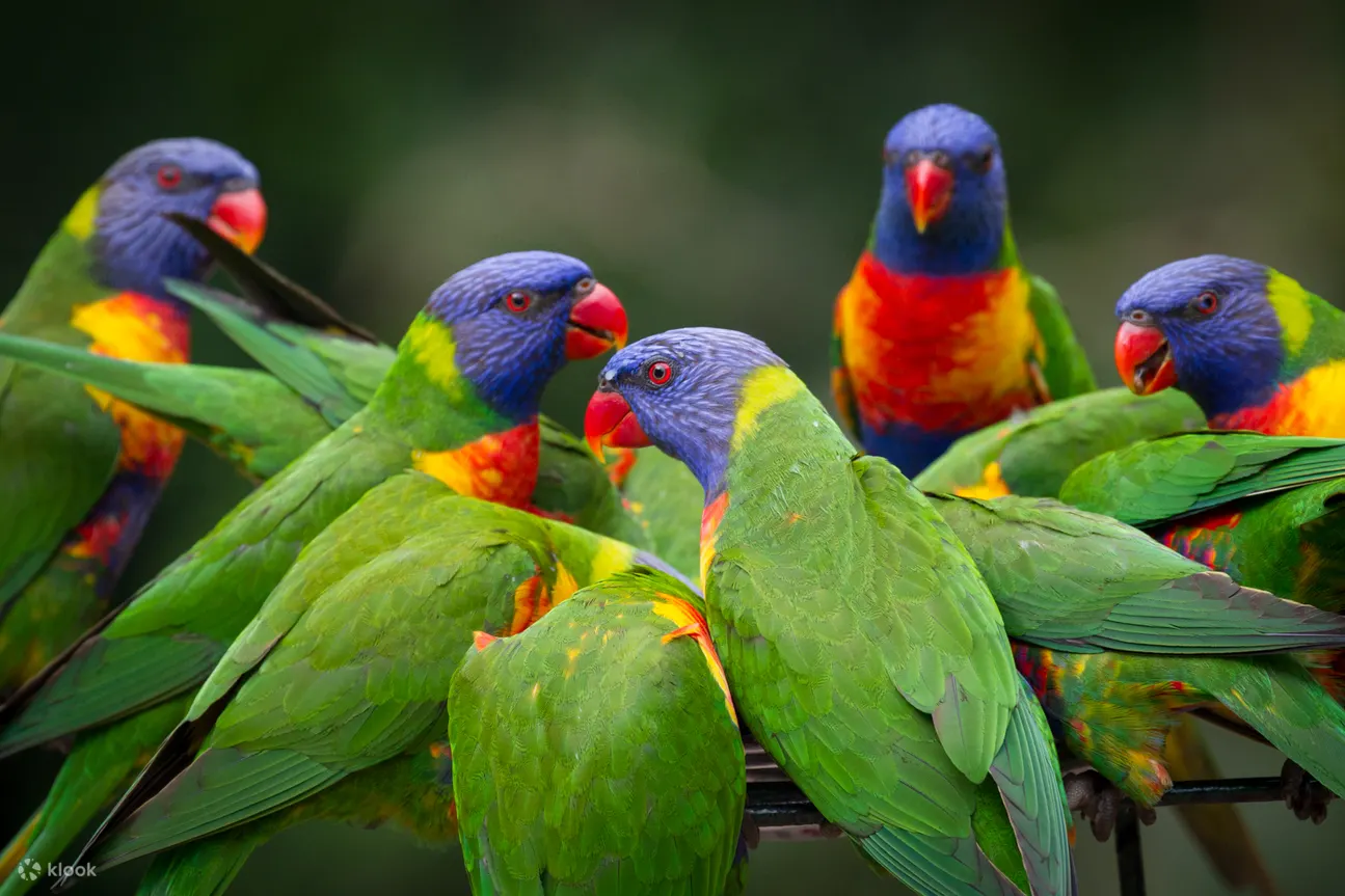 Currumbin Wildlife - Currumbin Wildlife Lorikeets