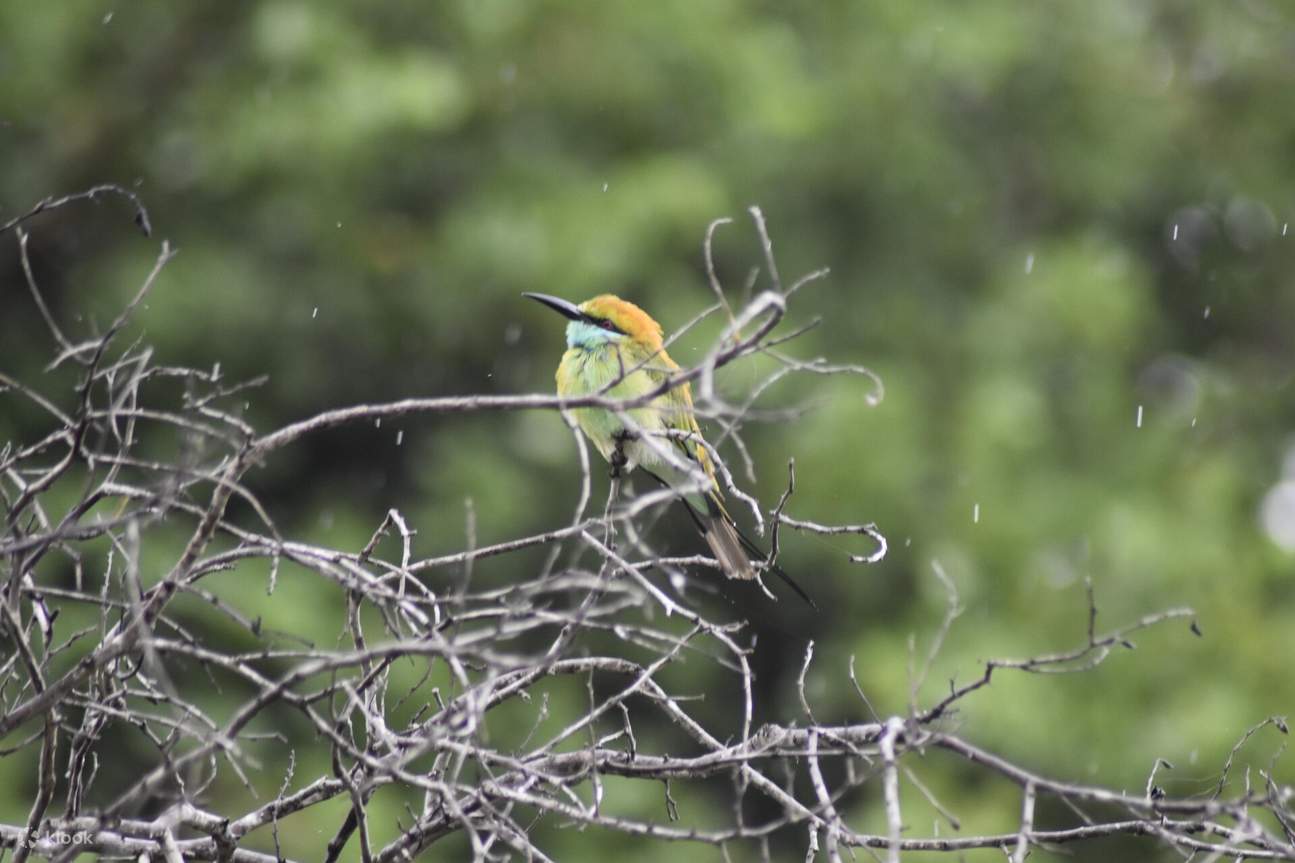 Les oiseaux du parc national de Minneriya