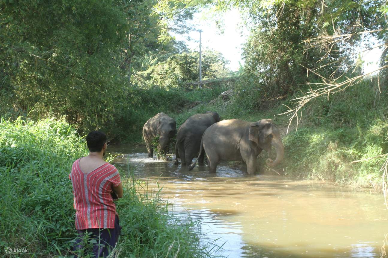 ช้าง ริมแม่น้ำแม่ริม