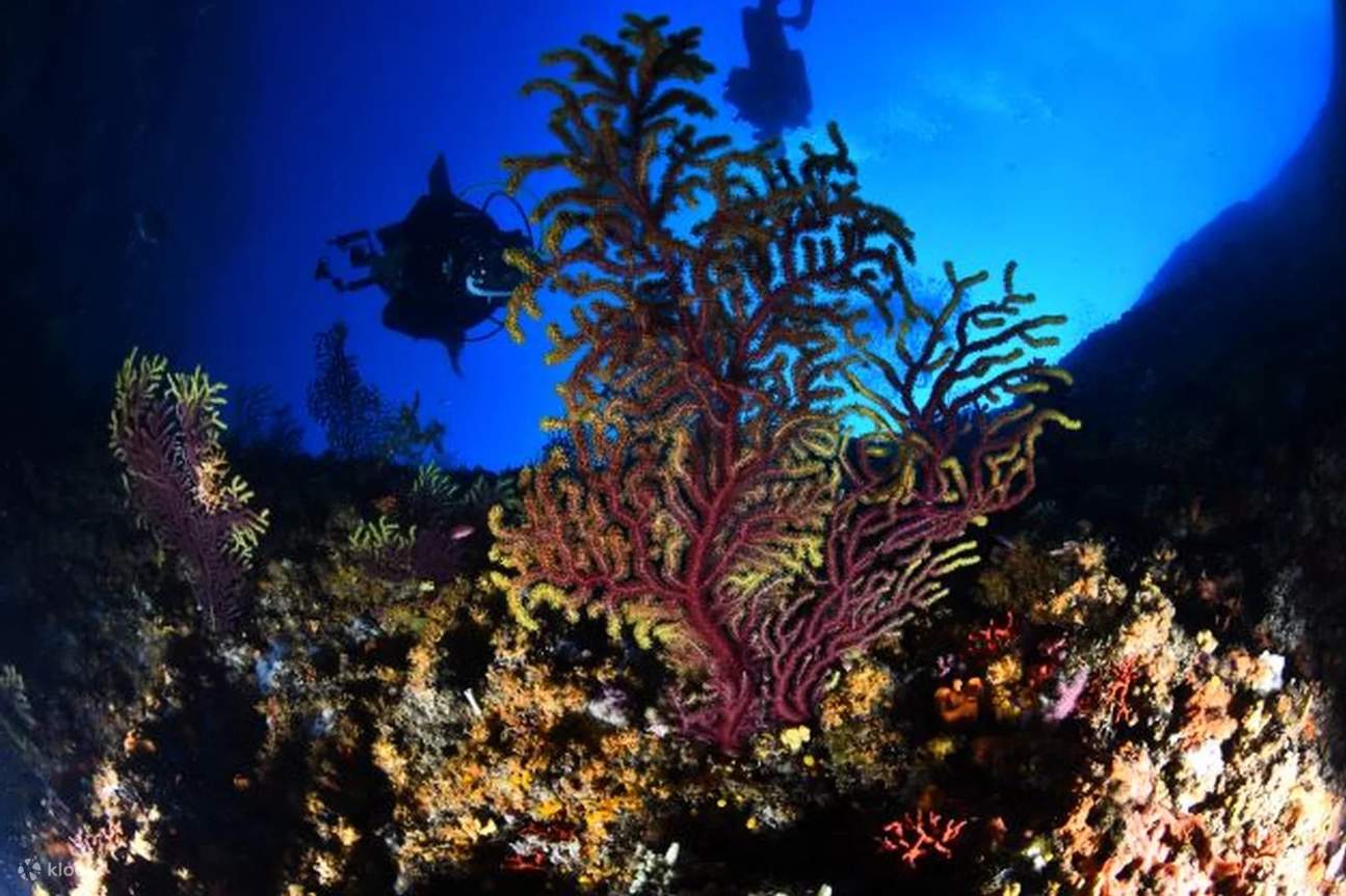 Kataloniens Tauch-Evolution: Advanced Open Water mit PADI 5* Center