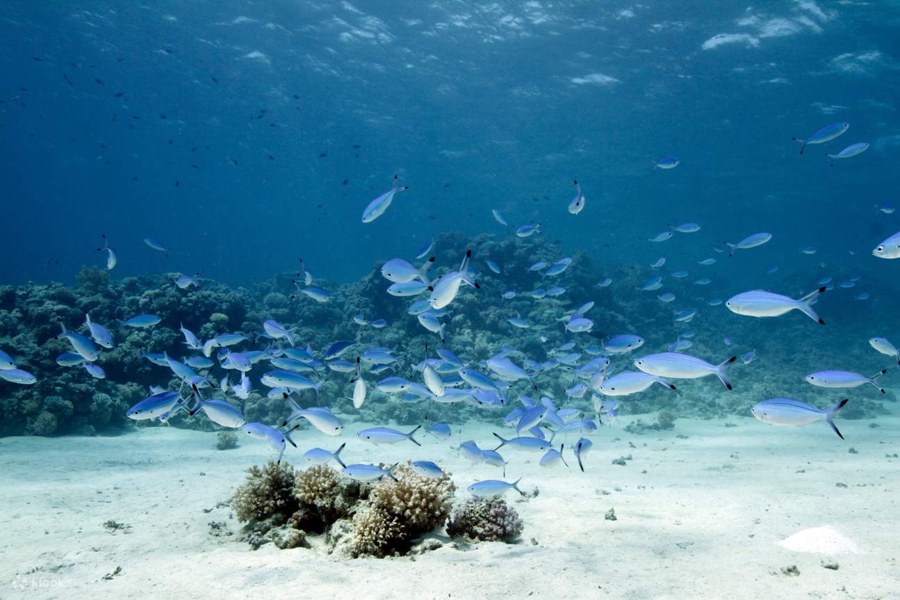 Back to the Blue: Scuba Refresher di Moalboal dengan PADI 5* Center