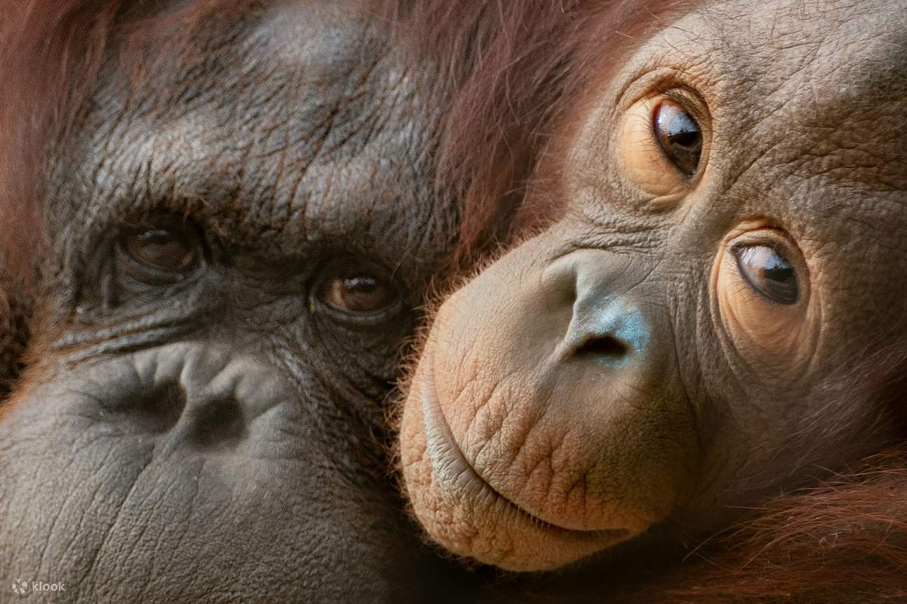 Зоопарк в США