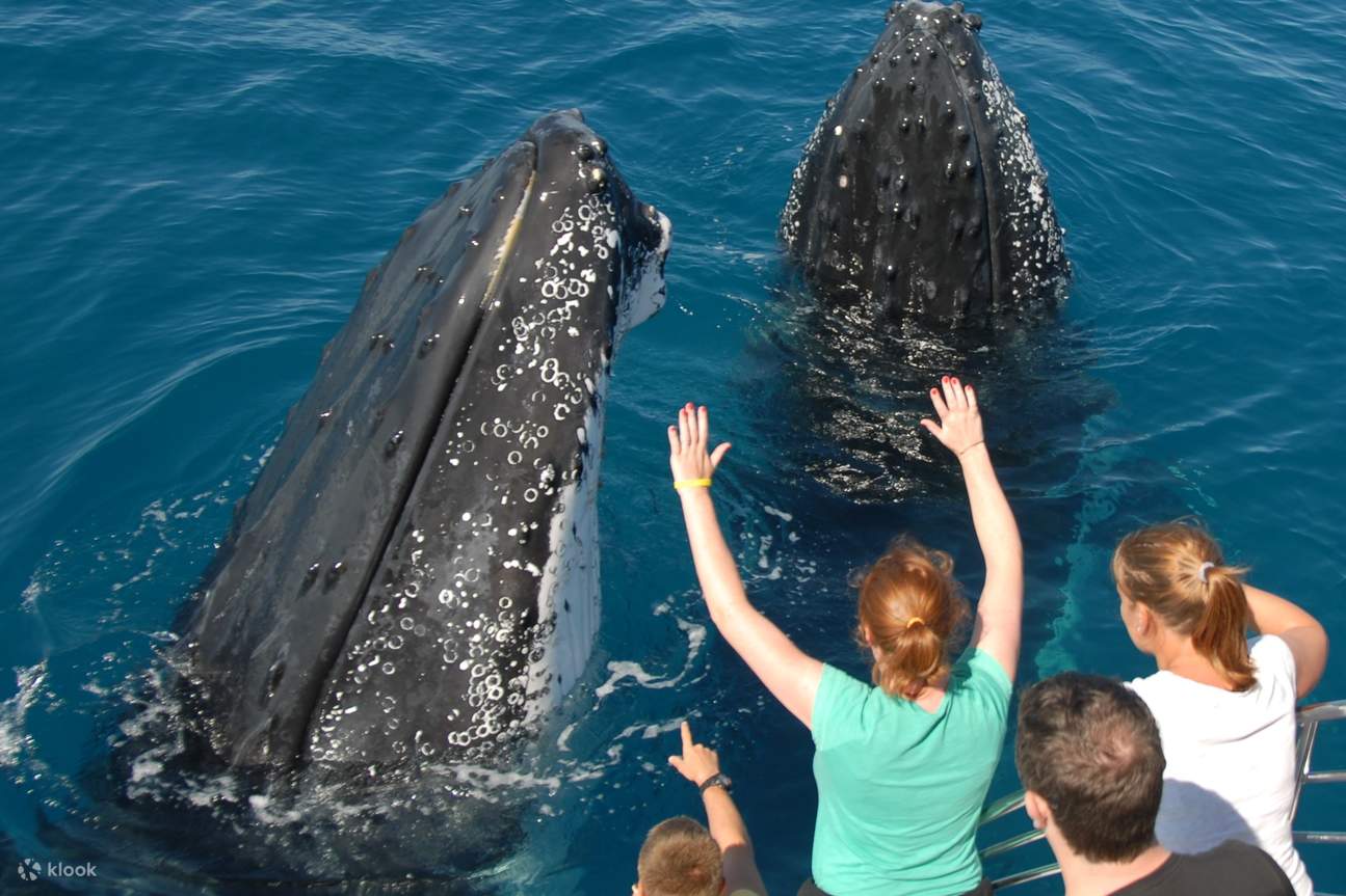 ハーベイ・ベイ ホエールウォッチングツアー