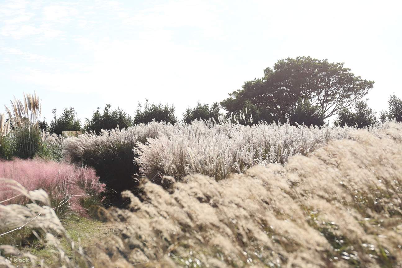 Camellia Hill Admission Ticket in Jeju