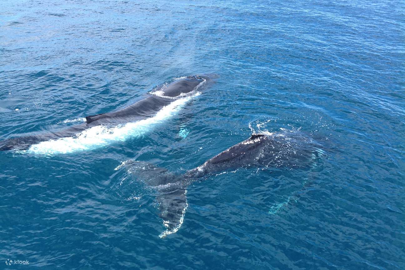 Magnificent whales in pods