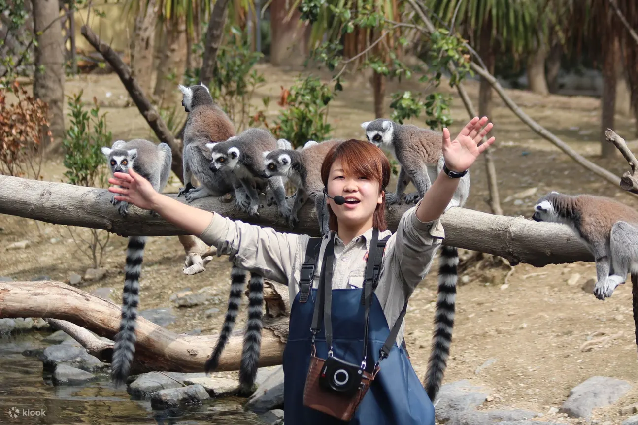 超美品 神戸どうぶつ王国 入園チケット