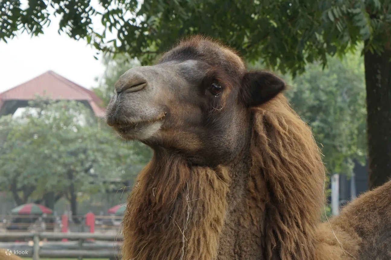頑皮世界野生動物園