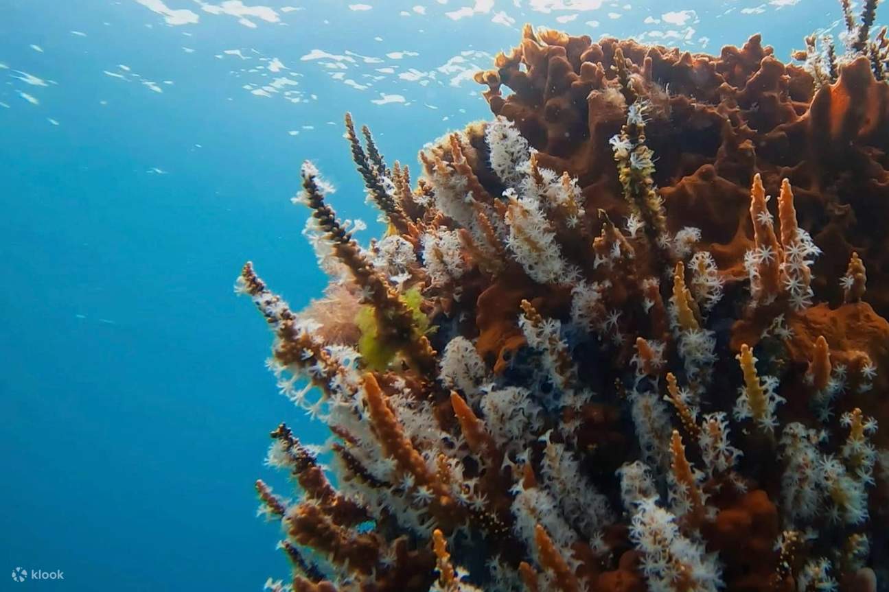 Penyelam skuba menikmati Karang Lembut yang menakjubkan di Busselton Jetty