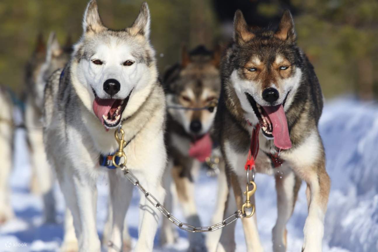 Aventura en trineo de huskies de 7 km 