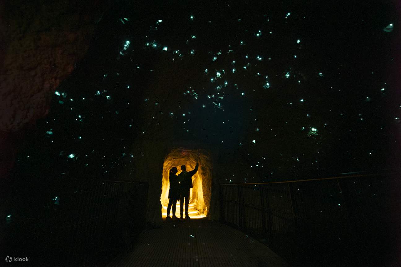 Découvrez des milliers de vrais vers luisants