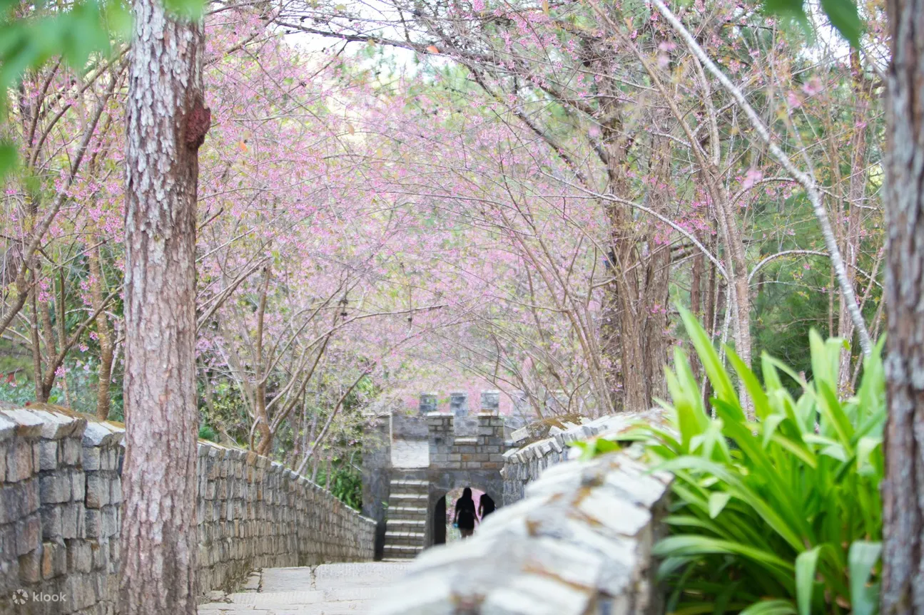 樱花