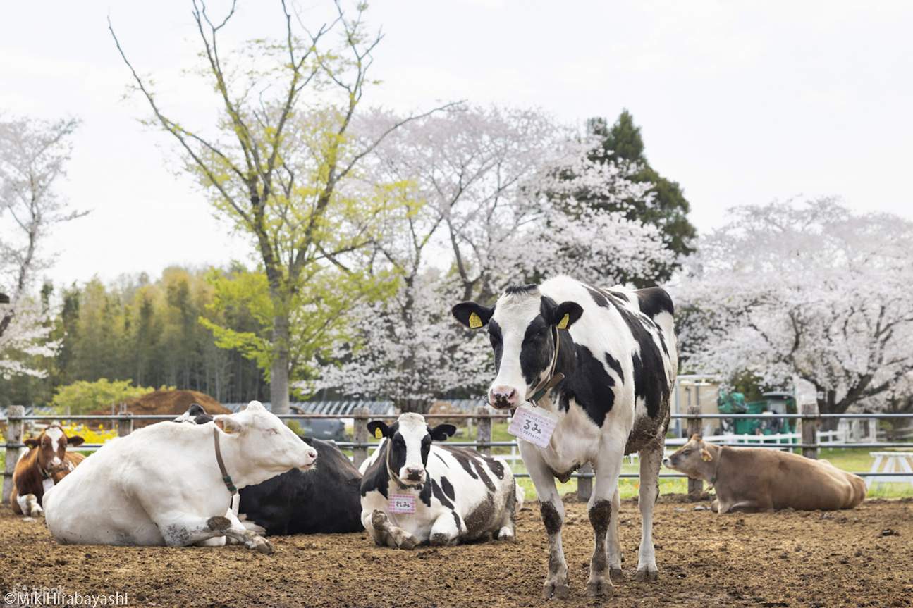 Tiket Narita Dream Dairy Farm