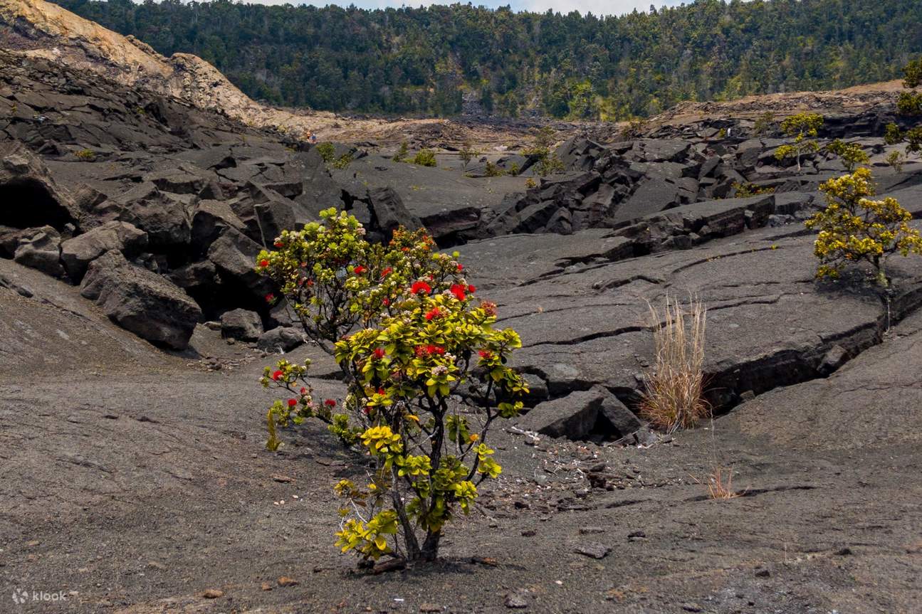 Hawaii Volcanoes National Park Self-Guided Driving Tour - Klook The Bahamas