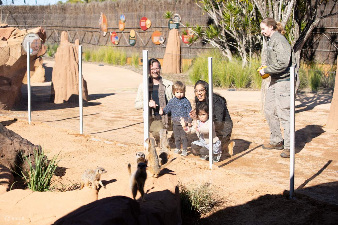 Фотографии из зоопарка Таронга - Стая сурикатов