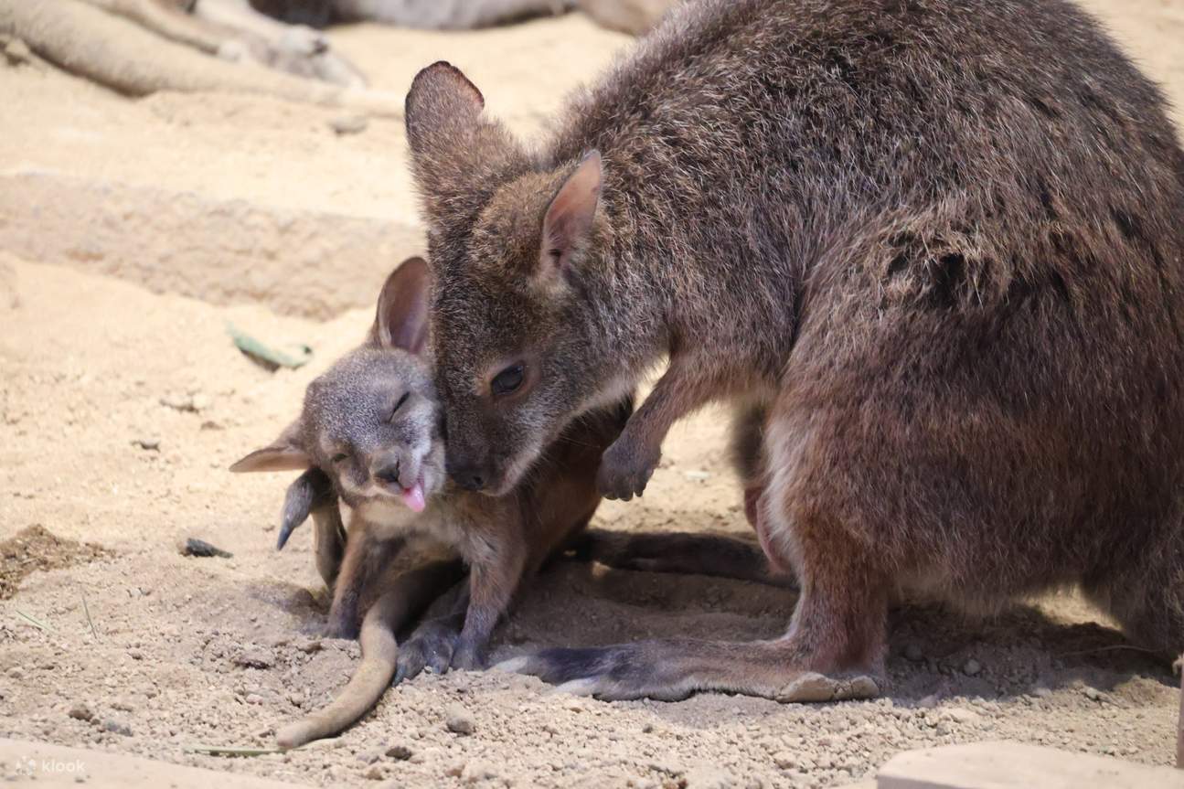 大阪海遊館 NIFREL 門票