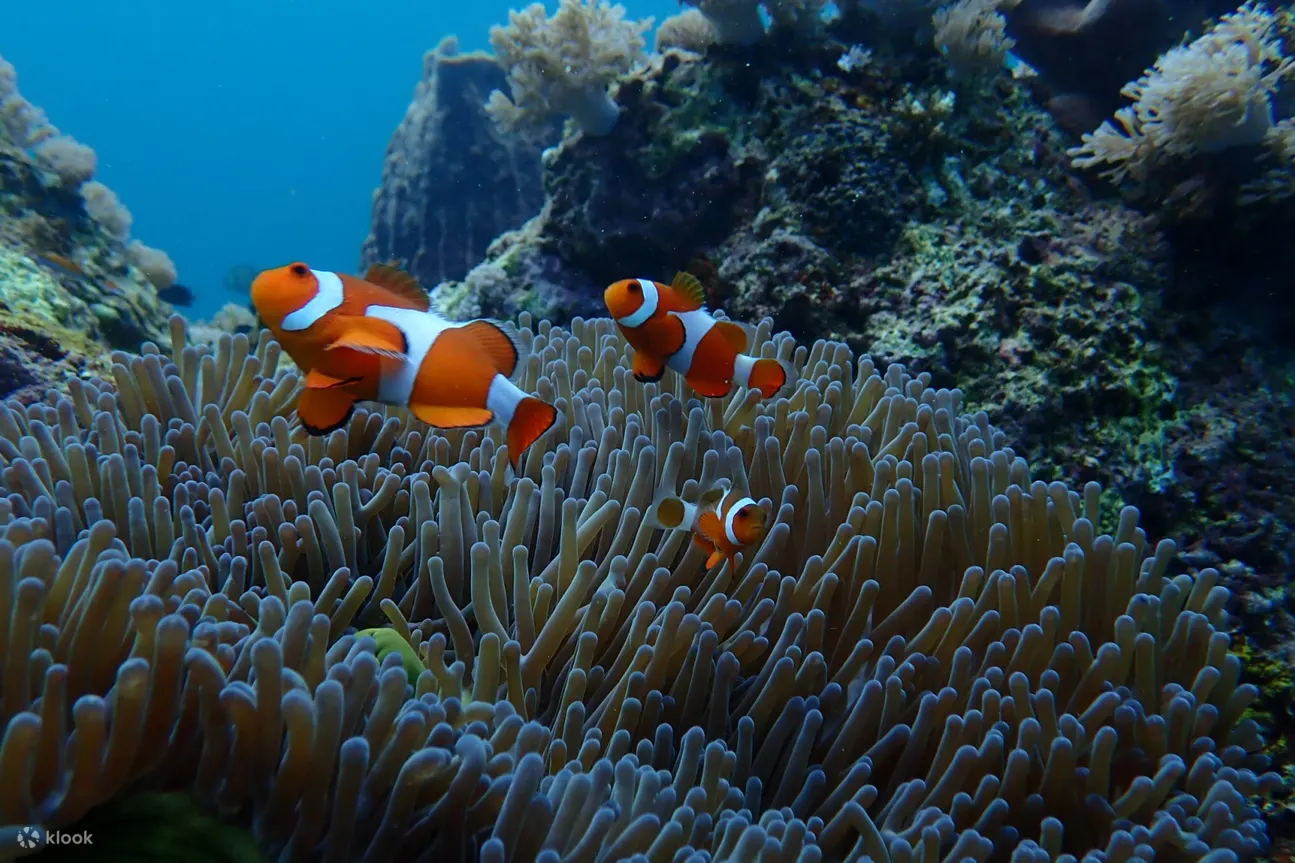 fishes at longdong bay