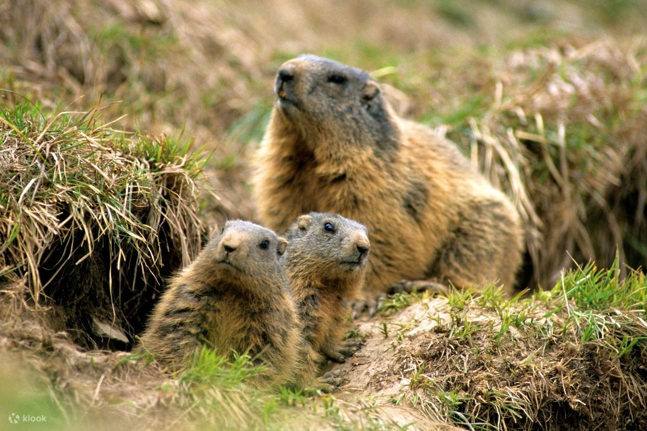 Billet pour le téléphérique CabriO Stanserhorn à Stans